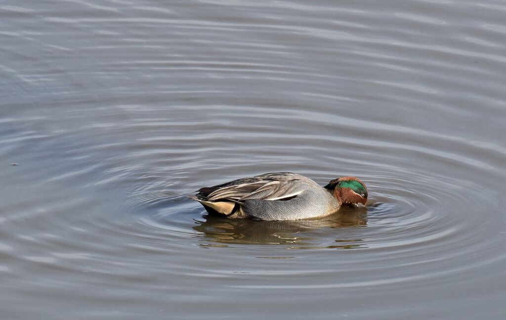 Eurasian Teal male adult post breeding, identification, swimming, eats