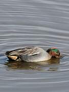 Eurasian Teal