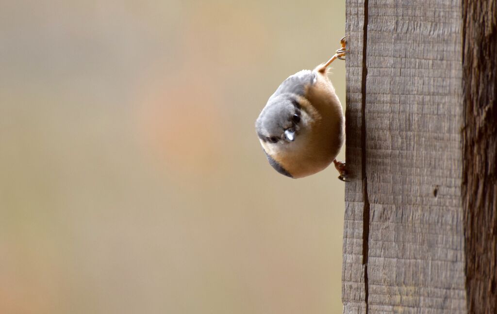 Eurasian Nuthatchadult post breeding, identification