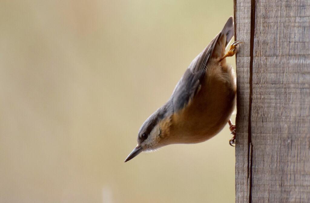 Eurasian Nuthatchadult transition, identification