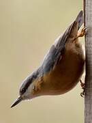 Eurasian Nuthatch