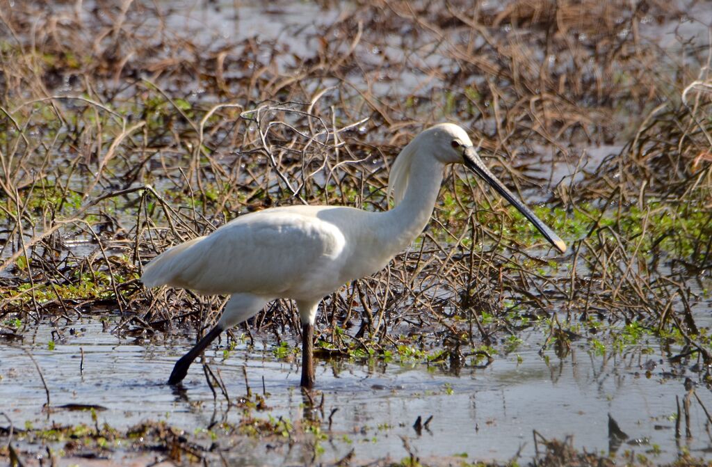 Eurasian Spoonbilladult breeding, identification