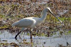 Eurasian Spoonbill