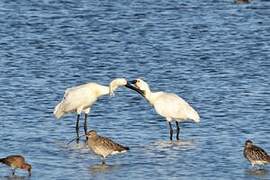 Eurasian Spoonbill