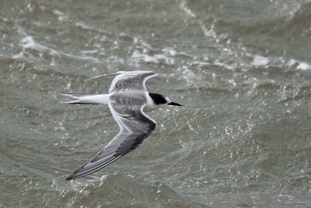 Arctic TernFirst year, moulting, Flight