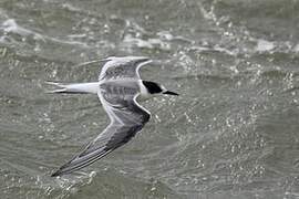 Arctic Tern