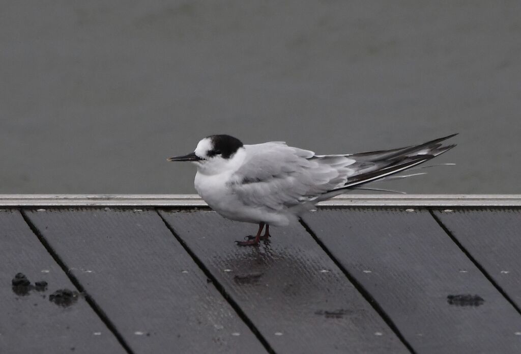 Sterne arctiqueimmature, identification