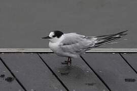 Arctic Tern