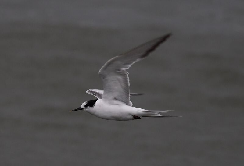 Arctic Tern, moulting, Flight