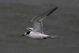 Arctic Tern