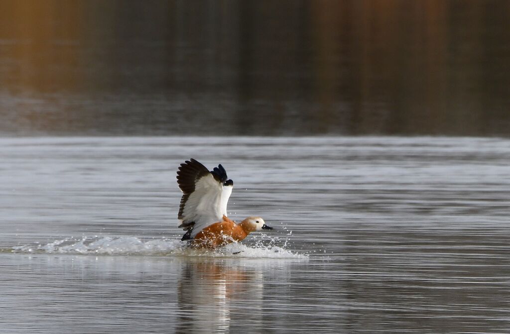 Ruddy Shelduck female adult post breeding, Flight