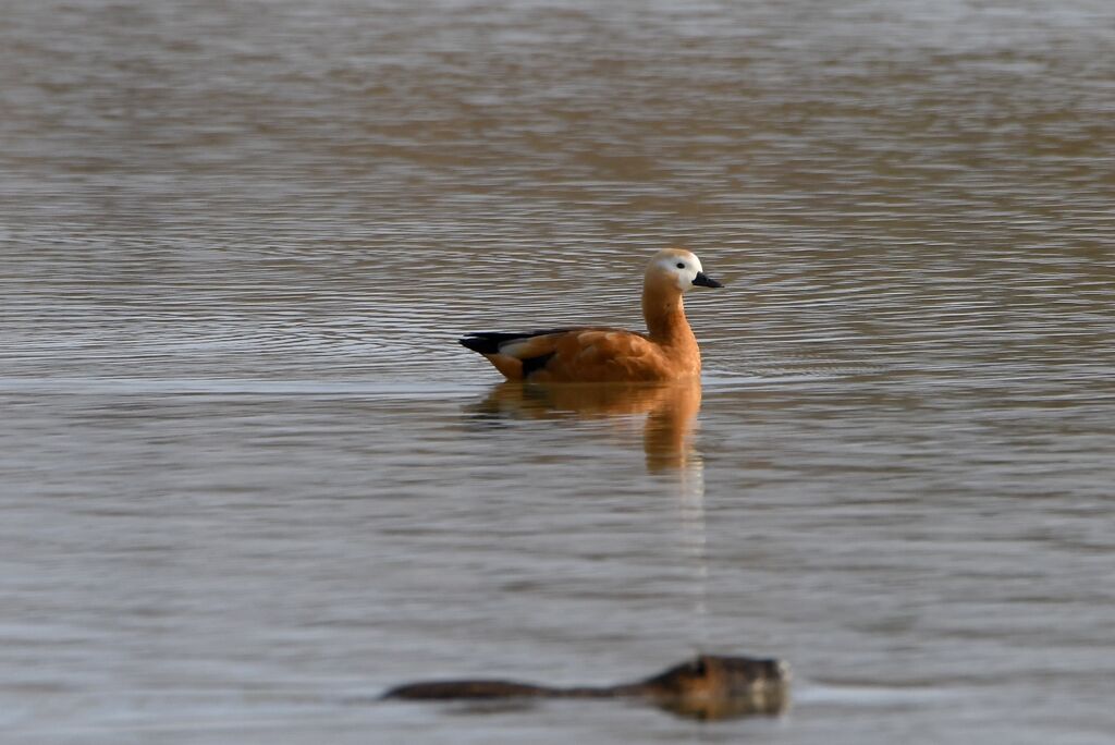 Ruddy Shelduck female adult post breeding, identification, swimming