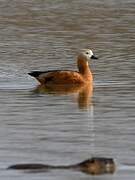 Ruddy Shelduck