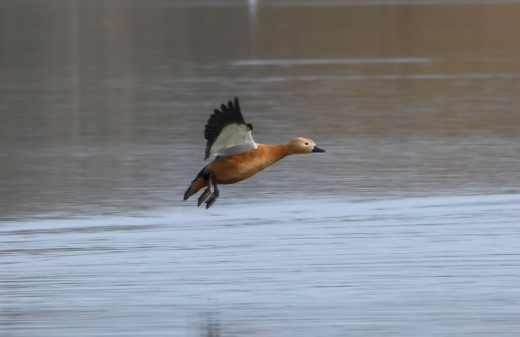 Ruddy Shelduck male adult post breeding, Flight