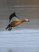 Ruddy Shelduck