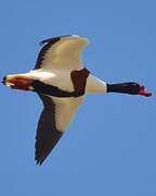 Common Shelduck