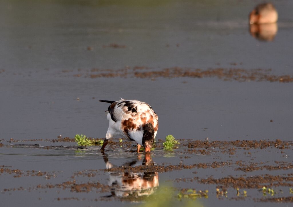 Common Shelduckjuvenile, identification, moulting, walking, eats