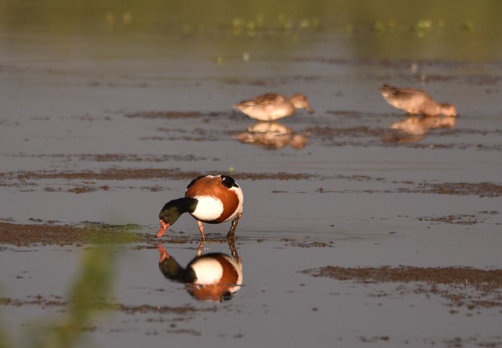 Common Shelduck female adult post breeding, identification, walking, eats