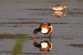 Common Shelduck