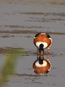 Common Shelduck