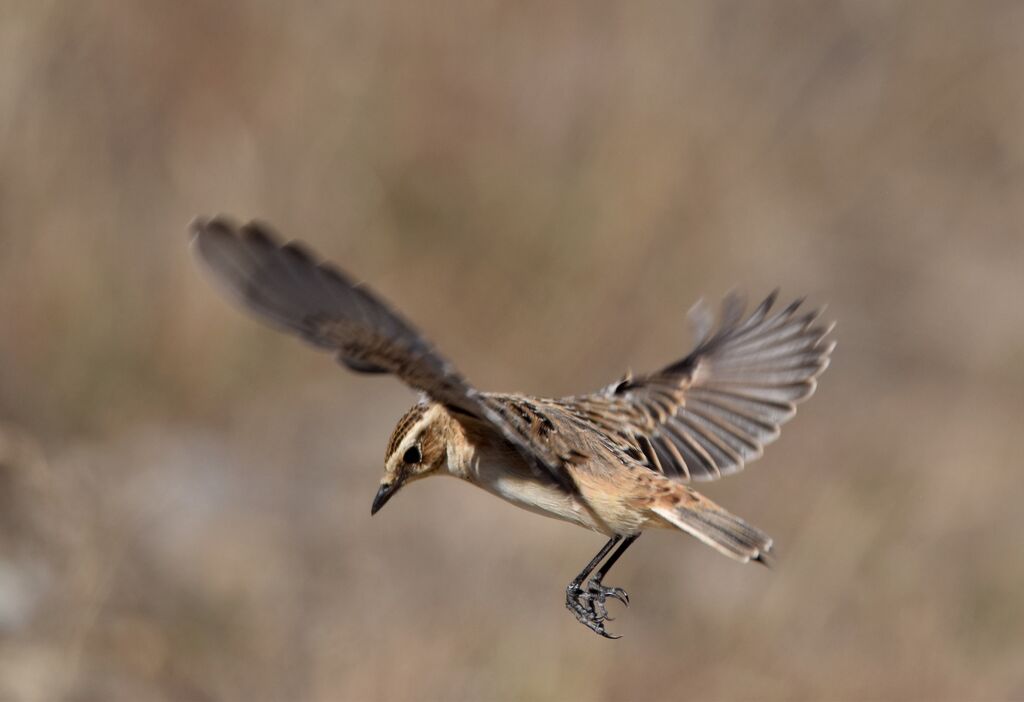 WhinchatFirst year, Flight