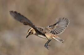 Whinchat