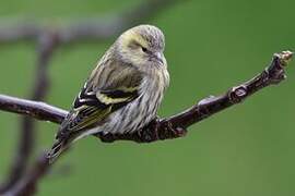 Eurasian Siskin