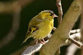 Eurasian Siskin