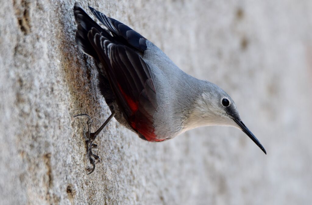 Wallcreeperadult post breeding, identification, moulting, walking