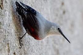 Wallcreeper