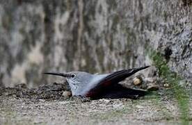 Wallcreeper