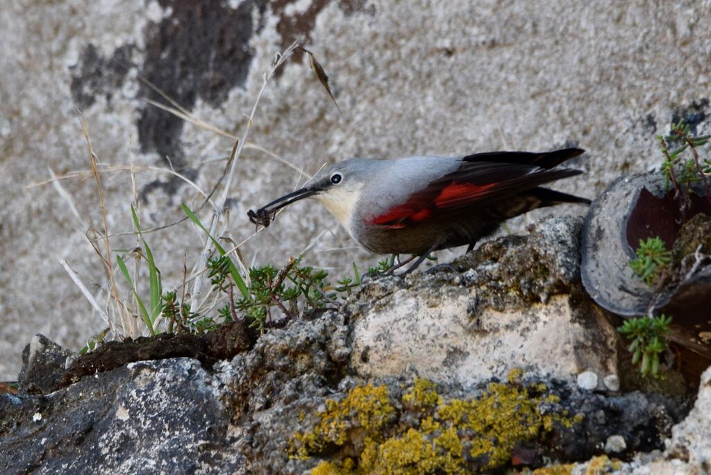 Wallcreeperadult post breeding, identification, eats