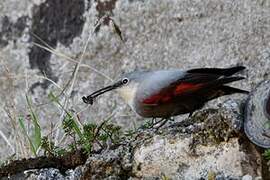 Wallcreeper