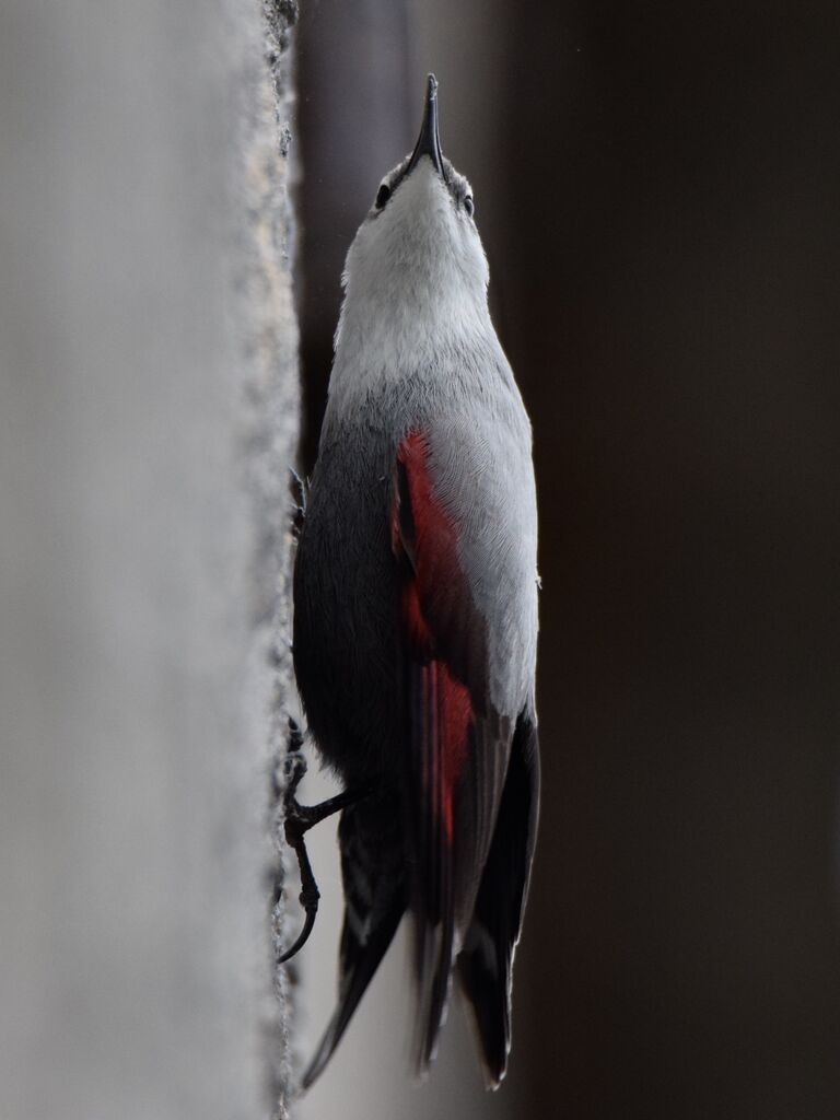 Wallcreeperadult post breeding, identification