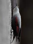 Wallcreeper