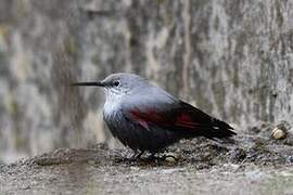 Wallcreeper