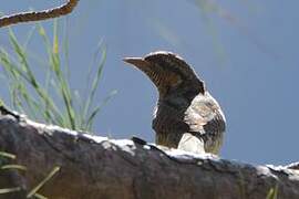 Eurasian Wryneck