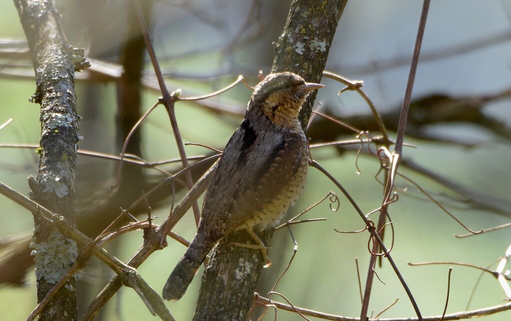 Eurasian Wryneckadult post breeding, identification