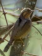 Eurasian Wryneck