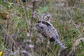 Eurasian Wryneck