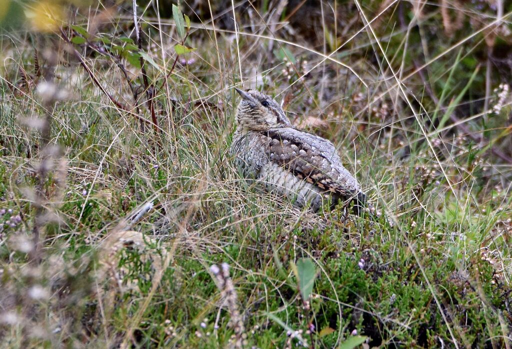 Torcol fourmilieradulte internuptial, identification, camouflage