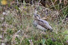 Eurasian Wryneck