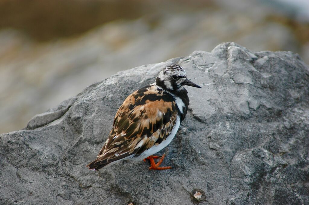 Tournepierre à collier, identification, mue