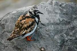 Ruddy Turnstone