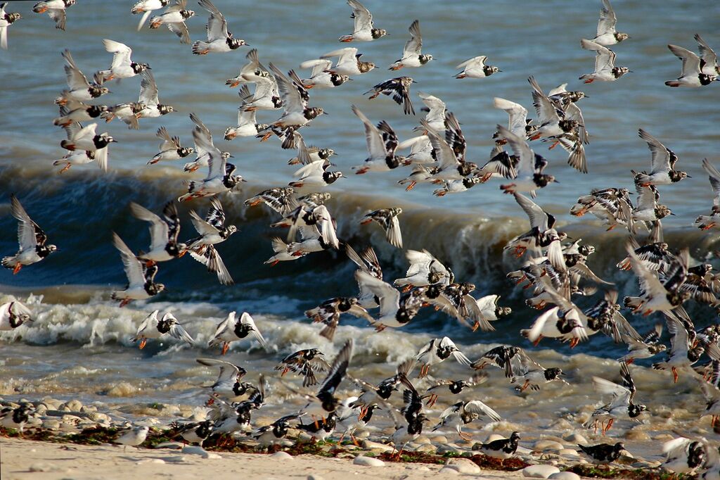 Ruddy Turnstone, habitat, Flight