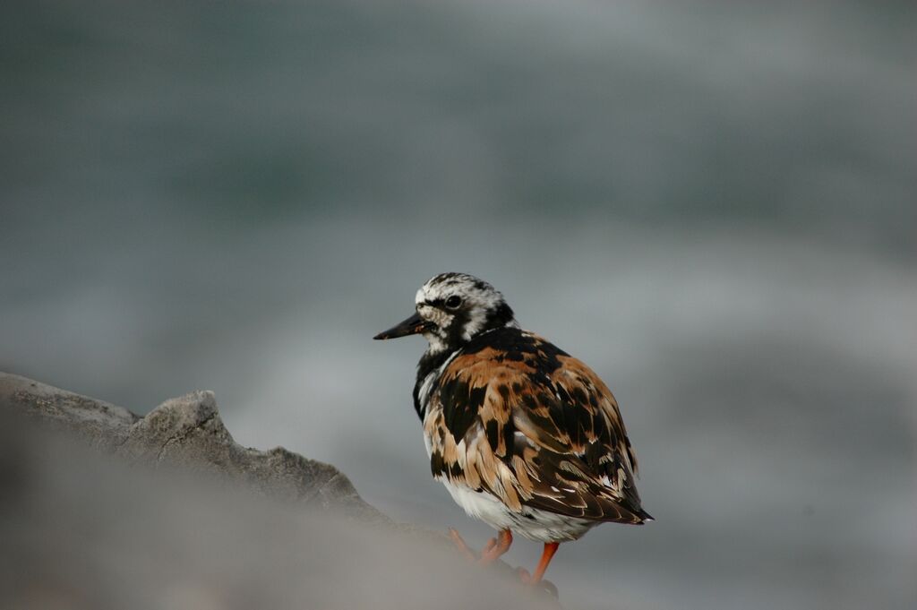 Ruddy Turnstoneadult post breeding, identification, moulting