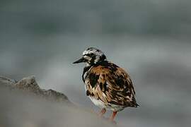 Ruddy Turnstone