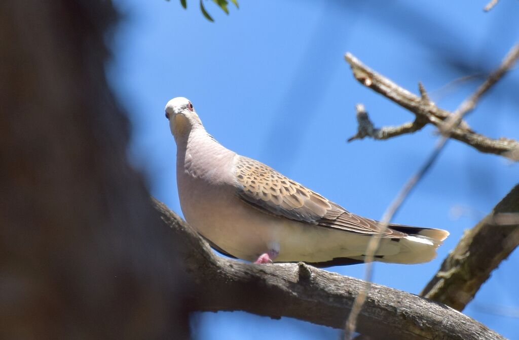 European Turtle Dove