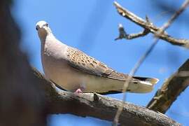 European Turtle Dove