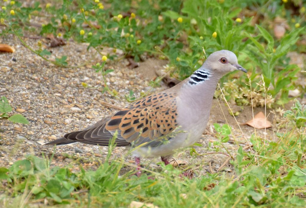 European Turtle Dove